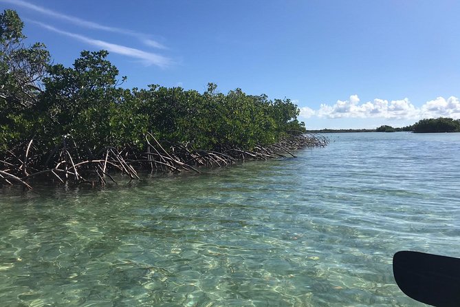 Mangrove & Iguana Clear Kayak Tour - Iguana Island gives the tour a second act