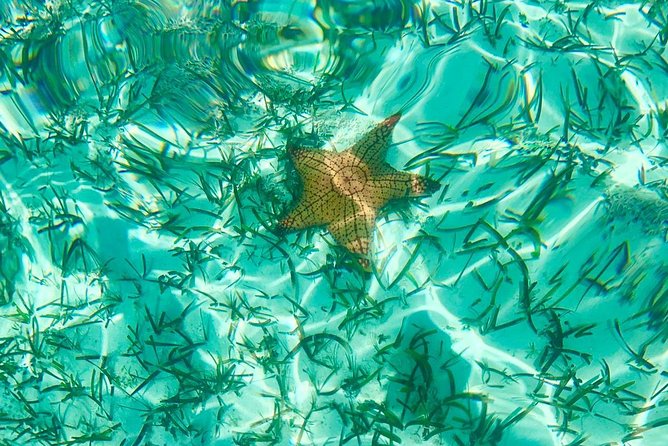 Mangrove & Iguana Clear Kayak Tour - Guides make the difference