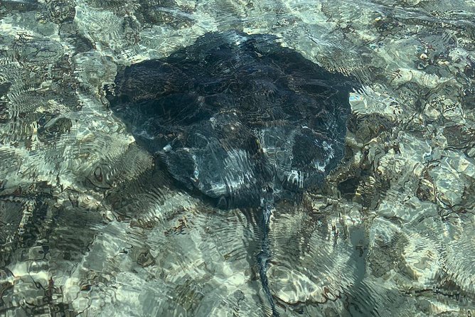 Mangrove & Iguana Clear Kayak Tour - How strenuous is the paddling?