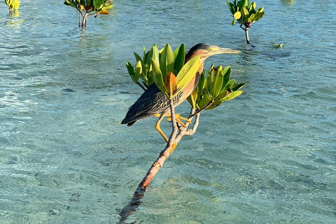 Mangrove & Iguana Clear Kayak Tour - Group size, pickup, and meeting details