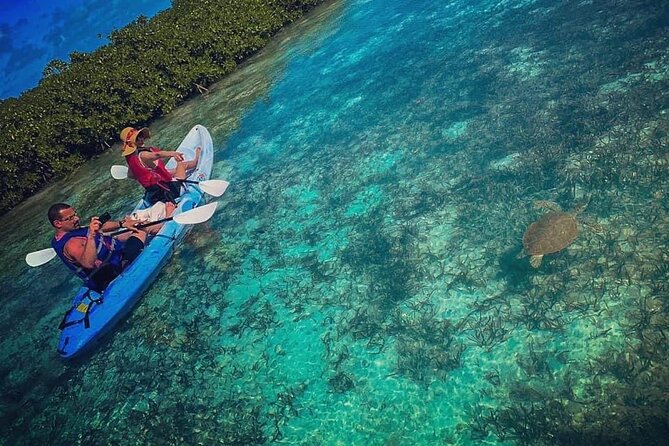 Mangrove & iguana Tour - Key points to know before you paddle