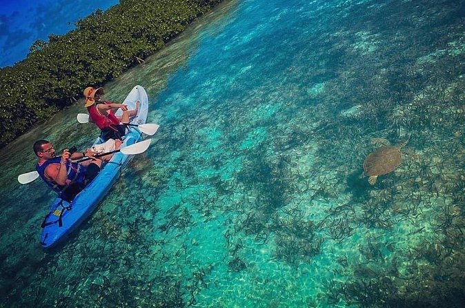 Mangrove & iguana Tour - Why the high tide timing matters so much