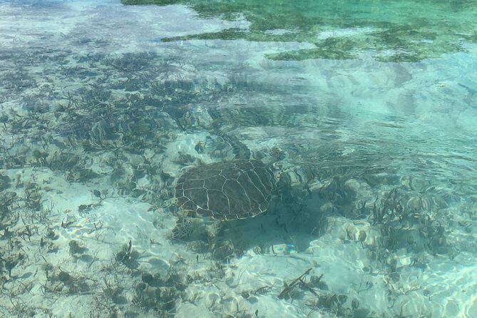 Mangroves Kayak Tour - Two hours among turtles, sharks, and nursery waters