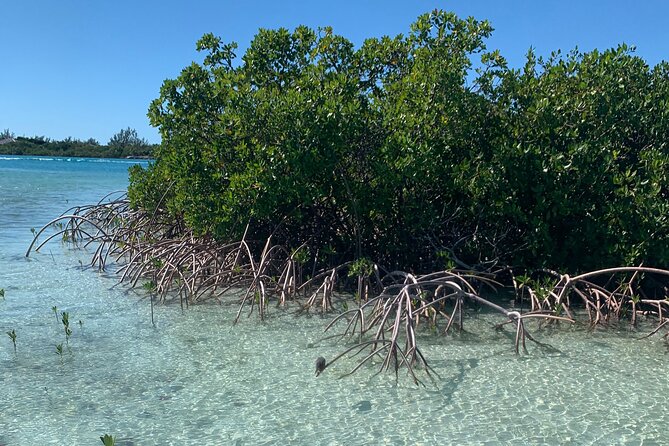 Mangroves Kayak Tour - The private format is worth the extra cost for some