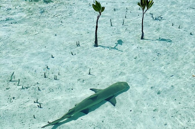 Mangroves Stand-Up Paddleboard Tour - Why a private group changes the experience