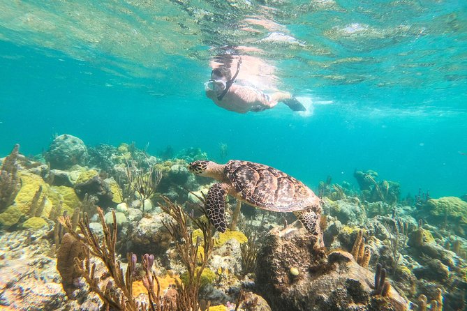 Morning Half Day Cruise from Providenciales with Snorkeling and Iguana Island - A Four-Hour Route Through Grace Bay and the Cays