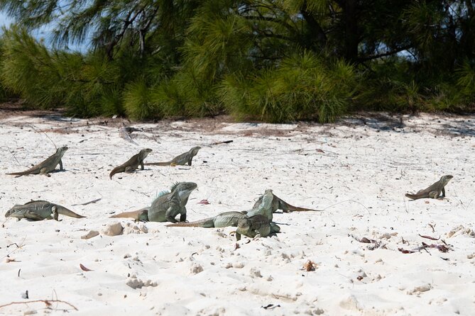Morning Half Day Cruise from Providenciales with Snorkeling and Iguana Island - Half Moon Bay: White Sand, Clear Water, and Beach Time