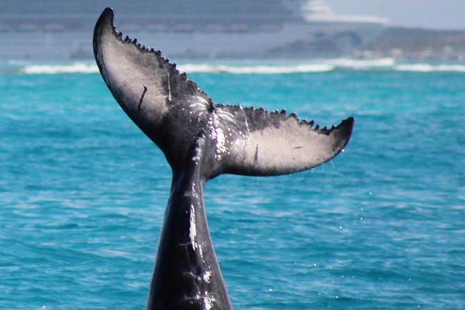 Private Whale Watching Charter (Grand Turk) - Why this Grand Turk whale charter feels different