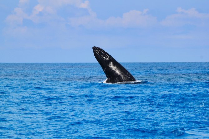 Private Whale Watching Charter (Grand Turk) - The possible in-water encounter