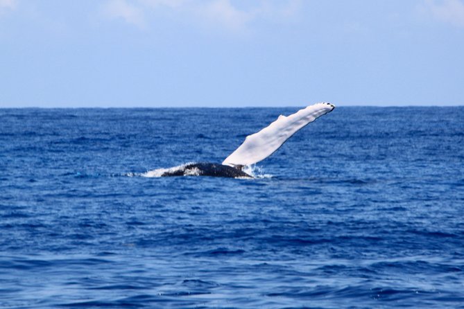 Private Whale Watching Charter (Grand Turk) - What the private boat means for comfort and attention