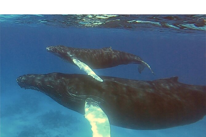 Private Whale Watching Charter (Grand Turk) - The guide’s role in making the whales understandable