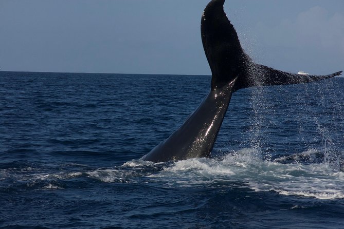 Private Whale Watching Charter (Grand Turk) - Price: when $1,000 per person makes sense