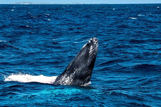 Private Whale Watching Charter (Grand Turk) - Grand Turk logistics and the Providenciales warning