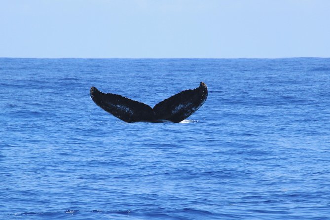 Private Whale Watching Charter (Grand Turk) - The three-and-a-half-hour route from airport pickup to open water