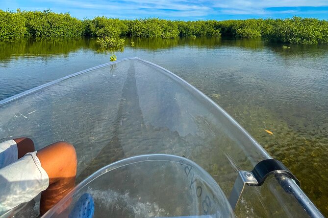 Sip & Sea Mangrove Glass Boat Tour Grand Turk Island - Why the clear-bottom boat changes the view
