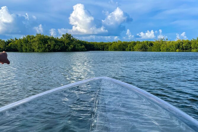 Sip & Sea Mangrove Glass Boat Tour Grand Turk Island - Wildlife around the mangroves