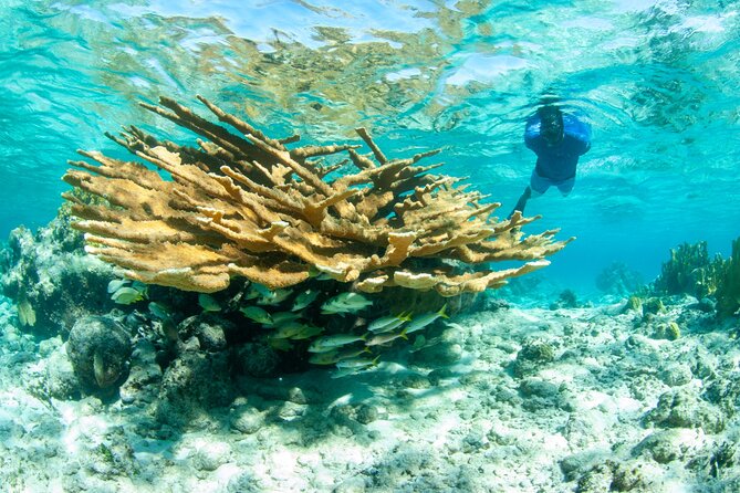 Snorkel Eco Tour - Three north-shore stops, with room for nature to set the pace