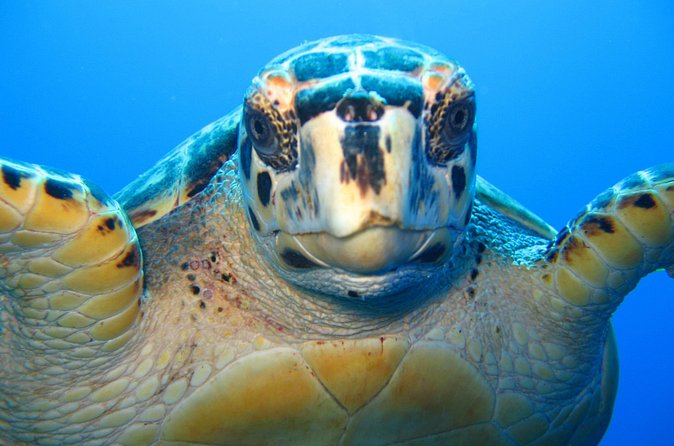 Snorkel Eco Tour - Who should book this four-hour snorkel tour?