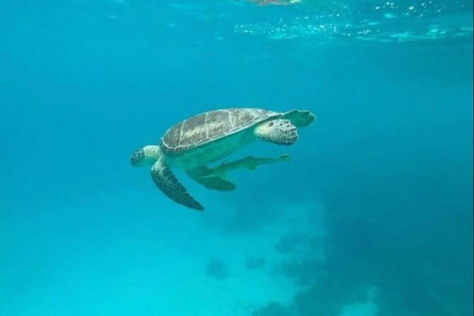 Snorkeling with Sea Scooters and Sea Adventure - Offshore - Crew support and comfort in the water