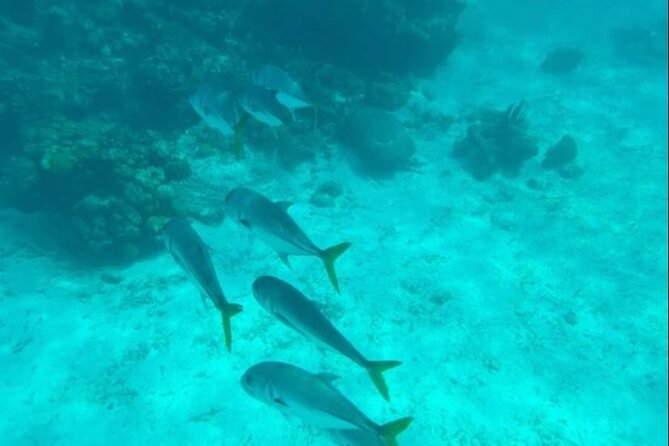 Snorkeling with Sea Scooters and Sea Adventure - Offshore - Reaching the reef from shore