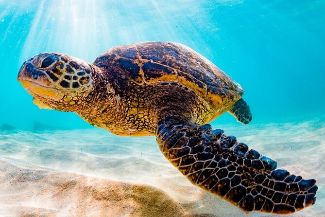 Turtle Eco Tour on Stand-Up Paddleboards or Kayaks into the National Marine Park - Why the paddleboard usually beats the kayak
