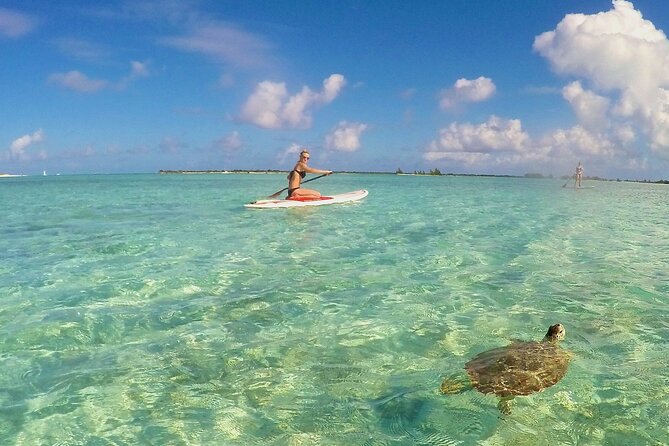 Turtle Eco Tour on Stand-Up Paddleboards or Kayaks into the National Marine Park - How strenuous is the 90-minute outing?