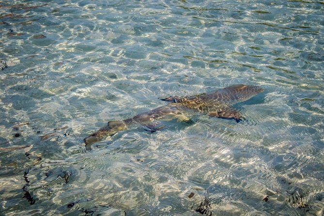 Turtle Eco Tour on Stand-Up Paddleboards or Kayaks into the National Marine Park - Tides, weather, and the best time to go