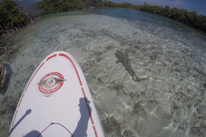 Turtle Eco Tour on Stand-Up Paddleboards or Kayaks into the National Marine Park - Meeting at Caribbean Cruisin in Leeward